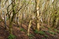 Local forestry planting of hundreds of European Hornbeam trees very close together to form a thick copse on both sides of a path t