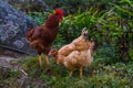 Local Free Range Chickens Roaming in Organic Farm in Himalayan Village of Nepal Royalty Free Stock Photo