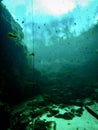 Local freedivers train in the clear waters of tree-ringed Troy Springs State Park, Florida