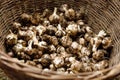 Local fresh vegetables, garlic harvest in a basket Royalty Free Stock Photo