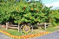 Local fruit shop, dealer in Princeton, British Columbia. Nice decoration with pumpkin, groud, fruits on Vintage tractor, Classic c Royalty Free Stock Photo