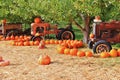 Local fruit shop, dealer in Princeton, British Columbia. Nice decoration with pumpkin, groud, fruits on Vintage tractor, Classic c Royalty Free Stock Photo