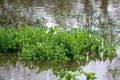 Local garden with fresh Green pea or Pisum sativum and Green onions or Spring onions completely covered with flood water during Royalty Free Stock Photo