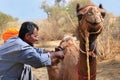 Local guide grooming his camel during safari, Thar desert, India