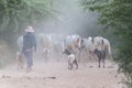 Local herder with zebus in Bagan, Myanm