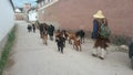 Local herds a group of goats through old Chinese town streets.