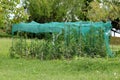 Local home tomato garden completely covered with green protection net surrounded with uncut grass and trees