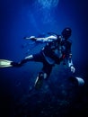 Scuba diver hunting lionfish on the Mesoamerican reef in the Caribbean Sea, Roatan, Bay Islands, Honduras Royalty Free Stock Photo