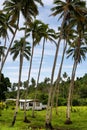 Local house in palm grove, Vanua Levu island, Fiji Royalty Free Stock Photo