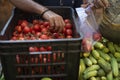 Local Indian vendor assorting fresh tomatoes in a plastic bag during lock down period in India.