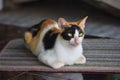 Local Indonesian cat which has three beautiful colors Royalty Free Stock Photo