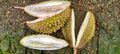 Local Indonesian durian fruit skin lying on the ground. Royalty Free Stock Photo
