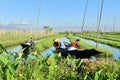 Local Inle people on working at floating garden.