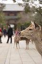 A local Japan deers in nara park. world heritage city in Japan Royalty Free Stock Photo