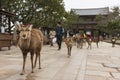 A local Japan deers in nara park. world heritage city in Japan Royalty Free Stock Photo