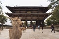 A local Japan deers in nara park. world heritage city in Japan Royalty Free Stock Photo