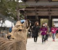 A local Japan deers in nara park. world heritage city in Japan Royalty Free Stock Photo