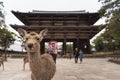 A local Japan deers in nara park. world heritage city in Japan Royalty Free Stock Photo