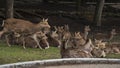 A local Japan deers in nara park. world heritage city in Japan Royalty Free Stock Photo