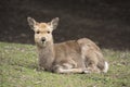 A local Japan deers in nara park. world heritage city in Japan Royalty Free Stock Photo