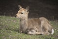 A local Japan deers in nara park. world heritage city in Japan Royalty Free Stock Photo