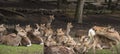 A local Japan deers in nara park. world heritage city in Japan Royalty Free Stock Photo