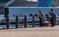 Local Japanese At Yokohama Waterfront, Japan