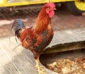 Local Key West Florida Chickens Royalty Free Stock Photo