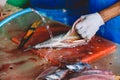 Local Maldivian Fisherman butcher a Big Tuna Fish on the Central Market of Male City Royalty Free Stock Photo