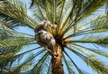Local man climbs date palm in working ethnic clothes in UAE, bottom view