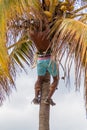 Local man is harvesting coconuts in Havana