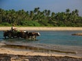 Local man riding an ox cart by the beach, Myanmar