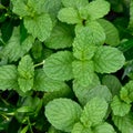 Local mint plant growth between the grass Royalty Free Stock Photo