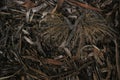 Local native Australian leaf litter with gum tree branches and leaves on the ground