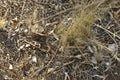 Local native Australian leaf litter with gum tree branches and leaves on the ground