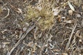 Local native Australian leaf litter with gum tree branches and leaves on the ground