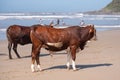 Cows on the sand, at Second Beach, Port St Johns on the wild coast in Transkei, South Africa.