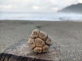 Local palm fruit trees on white sand beaches, clouds and the sea is very beautiful in the early morning Royalty Free Stock Photo