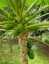 Local Papaya fruit, photo in Mount Supak Banten