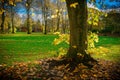 Local Park with beautiful golden orange autumn fall leaves lying at foot of tree in Kilmarnock, Scotland UK