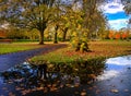 Local Park with beautiful golden orange autumn fall leaves lying on path and puddle with tree reflections