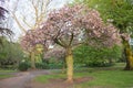 A local park with a blue sky a pathway and pink blossom in Autumn Royalty Free Stock Photo