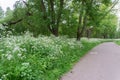 A local park with a pathway Royalty Free Stock Photo