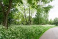 A local park with a pathway Royalty Free Stock Photo