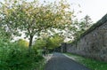 A local park with pink blossom and a wall along side a pathway Royalty Free Stock Photo