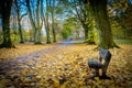 Local Park with public bench and fallen leaves in Kilmarnock East Ayrshire Scotland UK