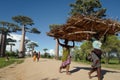 Local people and baobab trees in Morondava, Madagascar Royalty Free Stock Photo