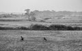 The local people are feeding grass to the cows and goats in the field in winter Royalty Free Stock Photo