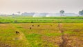 The local people are feeding grass to the cows and goats in the field in winter Royalty Free Stock Photo