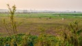 The local people are feeding grass to the cows and goats in the field in winter Royalty Free Stock Photo